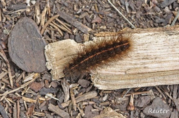 Breitflügeliger Fleckleibbär (Spilosoma lubricipeda)